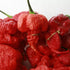 Fresh Carolina Reaper